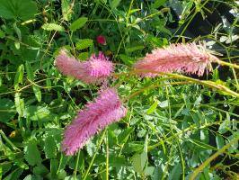 Krvavec toten Pink Tanna